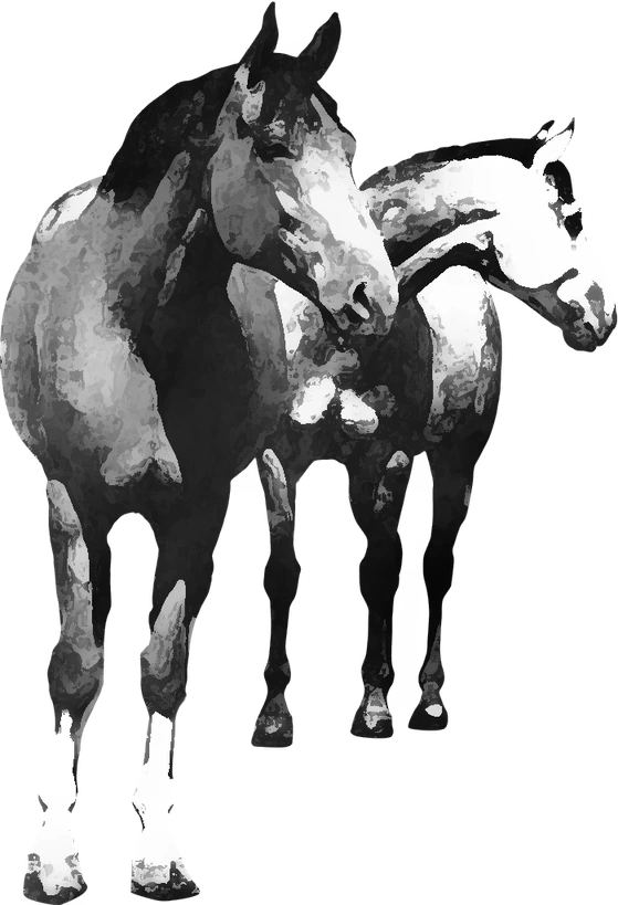 Centre équestre Espace Cheval, Courmangoux — deux chevaux